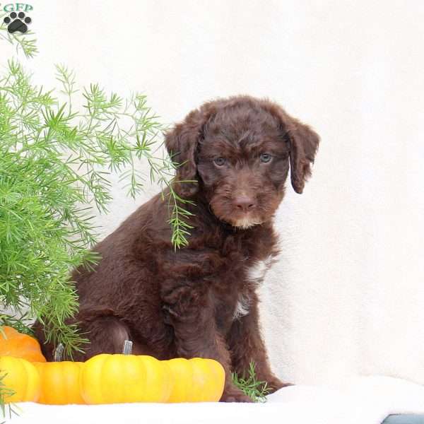 Hunter, Standard Poodle Mix Puppy