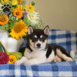 Hunter, Shiba Inu Puppy