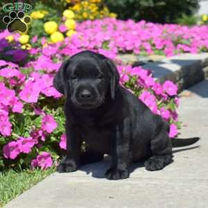 Hunter, Black Labrador Retriever Puppy