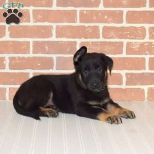 Hunter, German Shepherd Puppy