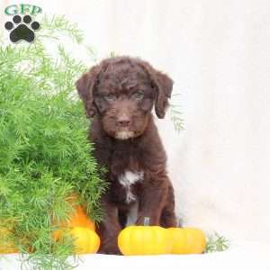 Hunter, Standard Poodle Mix Puppy