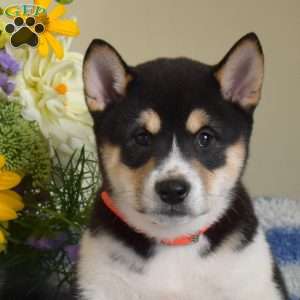 Hunter, Shiba Inu Puppy