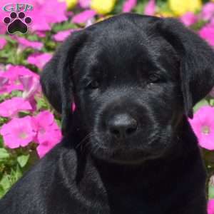 Hunter, Black Labrador Retriever Puppy