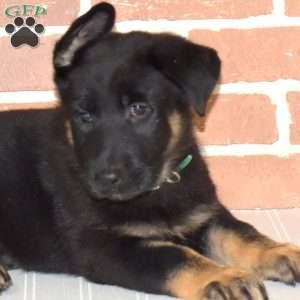 Hunter, German Shepherd Puppy