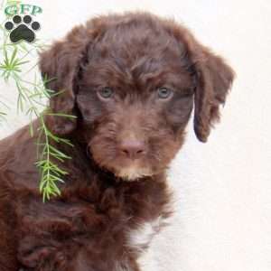 Hunter, Standard Poodle Mix Puppy