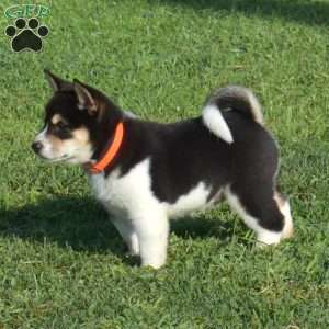Hunter, Shiba Inu Puppy