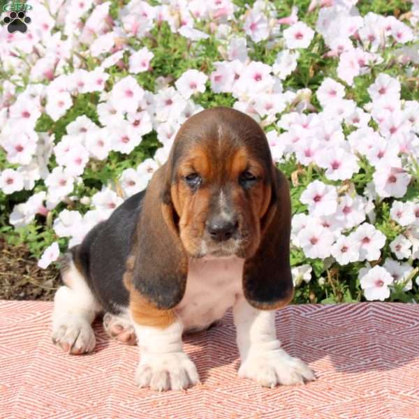 Huxley, Basset Hound Puppy