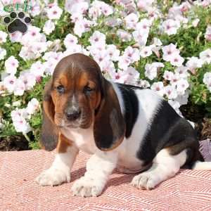 Huxley, Basset Hound Puppy