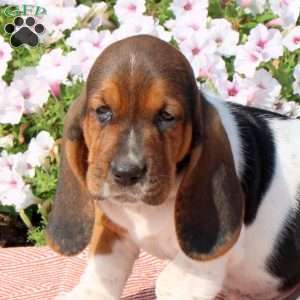 Huxley, Basset Hound Puppy