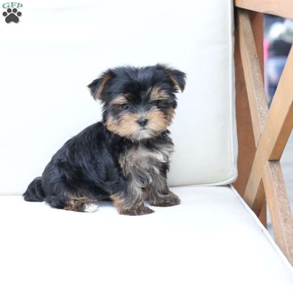 Molly, Yorkie Puppy