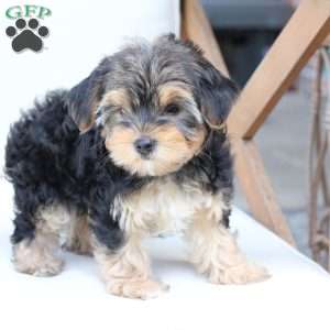 Missy, Yorkie Puppy
