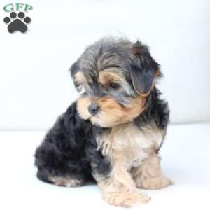 Missy, Yorkie Puppy
