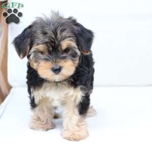 Missy, Yorkie Puppy