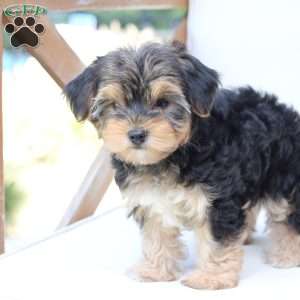 Missy, Yorkie Puppy