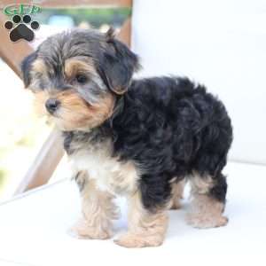 Missy, Yorkie Puppy