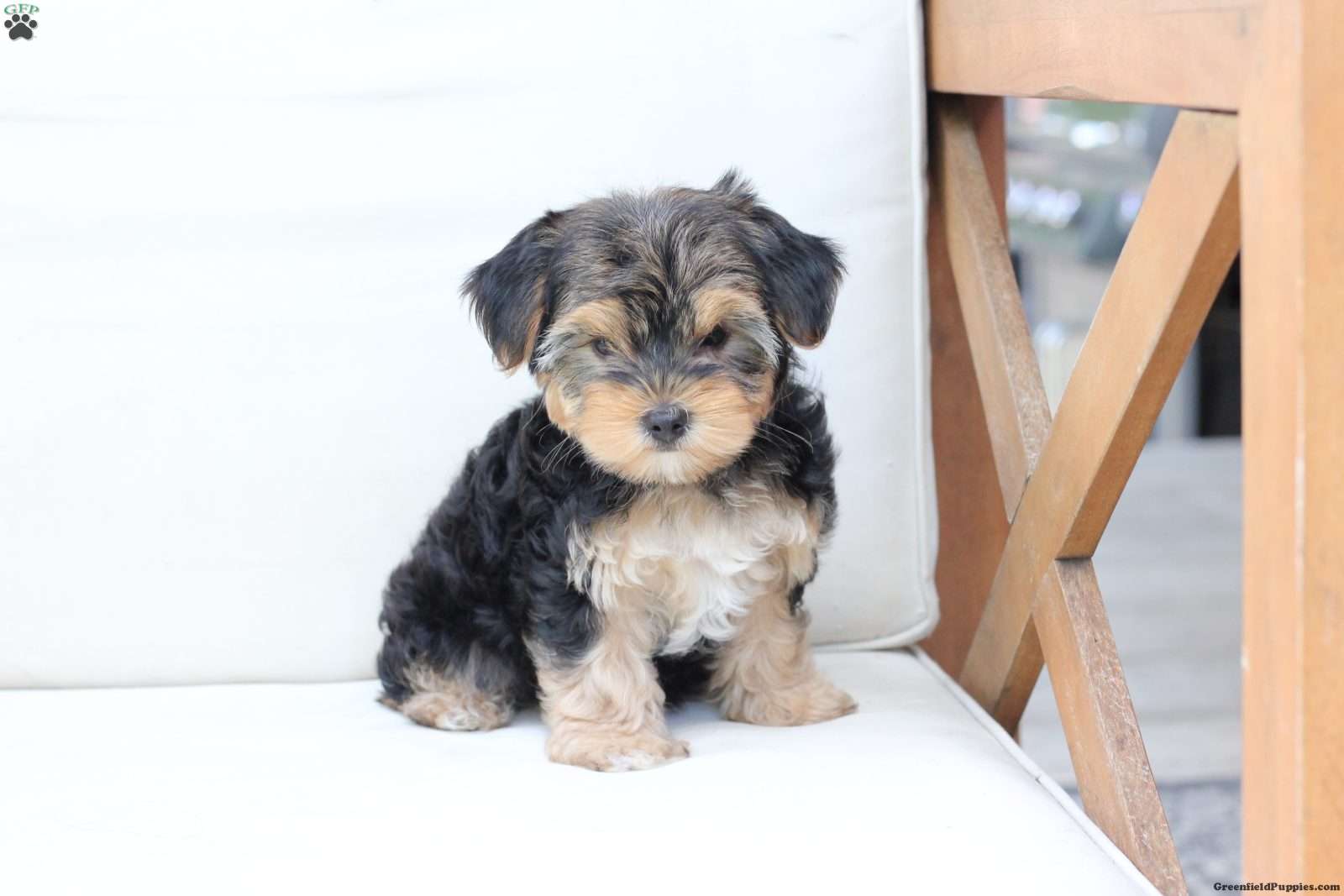 Missy (Yorkshire Terrier, Female) in New Holland, PA