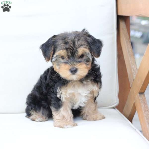 Missy, Yorkie Puppy