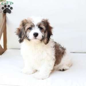 Kingston, Cavachon Puppy