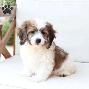 Kingston, Cavachon Puppy