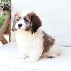 Kingston, Cavachon Puppy