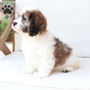 Kingston, Cavachon Puppy