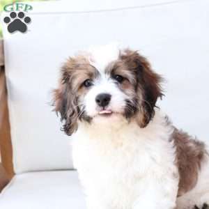 Kingston, Cavachon Puppy