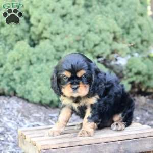 Bella, Cavalier King Charles Spaniel Puppy