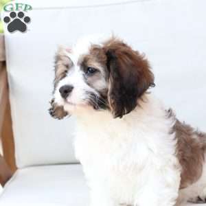 Kingston, Cavachon Puppy