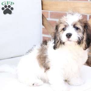 Kingston, Cavachon Puppy