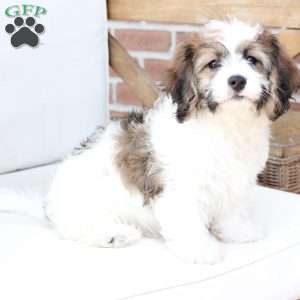 Kingston, Cavachon Puppy