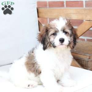 Kingston, Cavachon Puppy