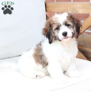 Kingston, Cavachon Puppy
