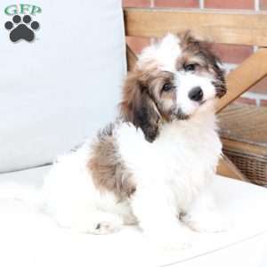 Kingston, Cavachon Puppy