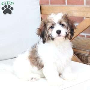 Kingston, Cavachon Puppy