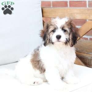 Kingston, Cavachon Puppy