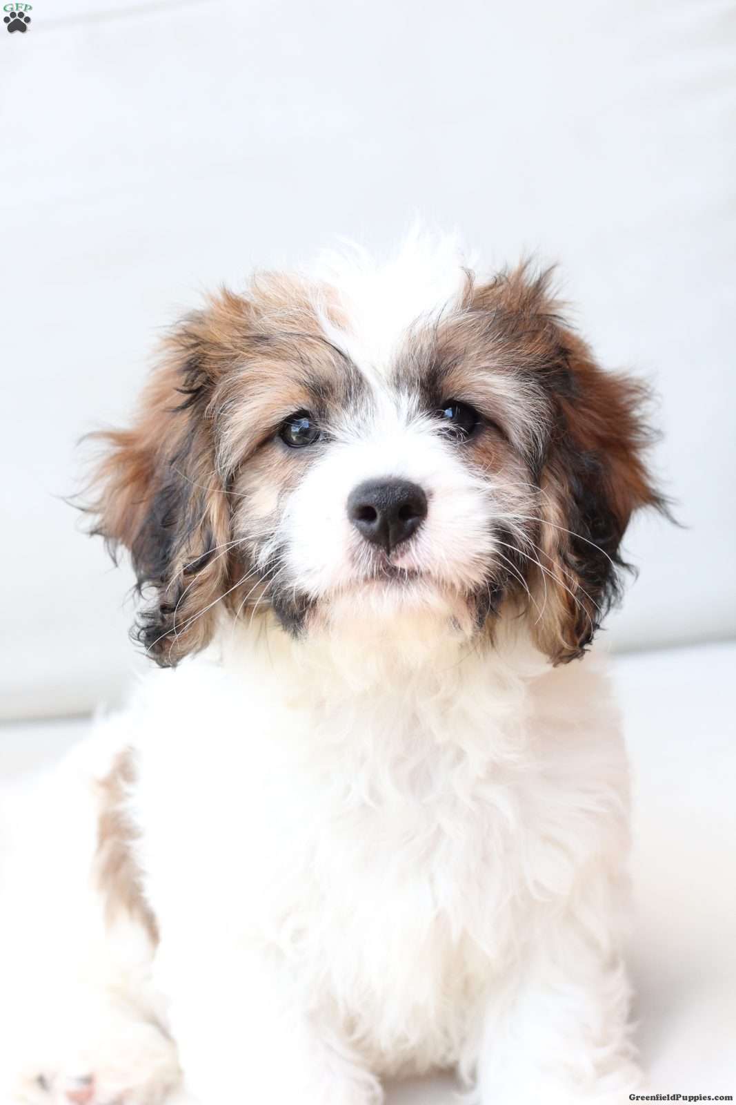 Kingston, Cavachon
