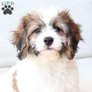 Kingston, Cavachon Puppy