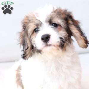 Kingston, Cavachon Puppy