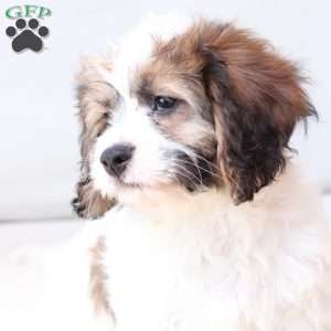 Kingston, Cavachon Puppy