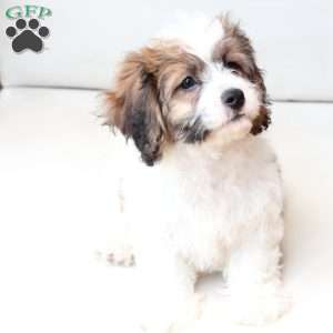 Kingston, Cavachon Puppy