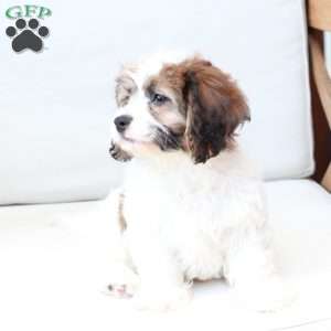Kingston, Cavachon Puppy