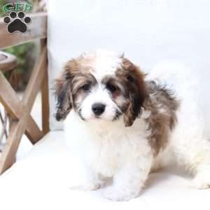 Kingston, Cavachon Puppy