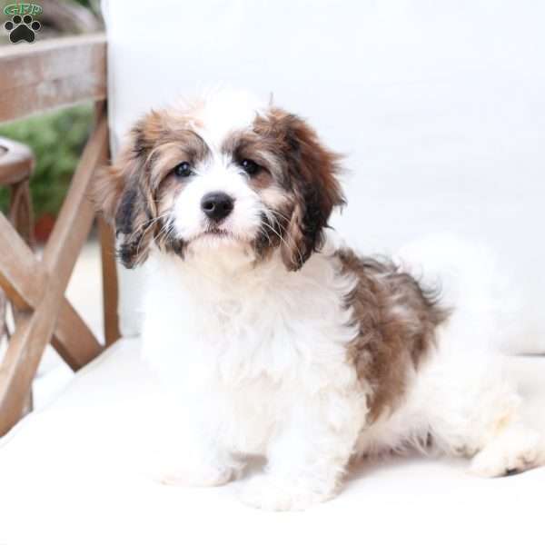 Kingston, Cavachon Puppy