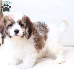 Kingston, Cavachon Puppy