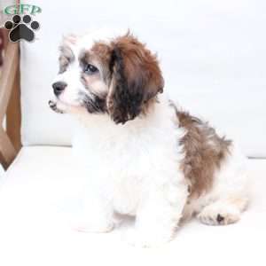 Kingston, Cavachon Puppy