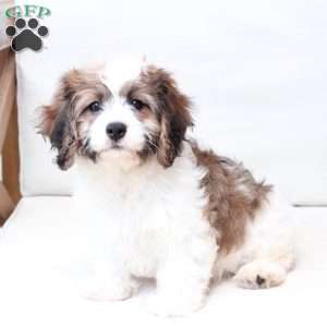 Kingston, Cavachon Puppy