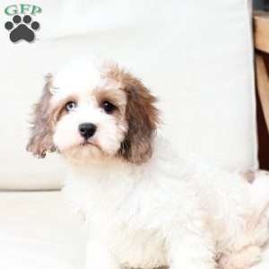 Jackson, Cavachon Puppy