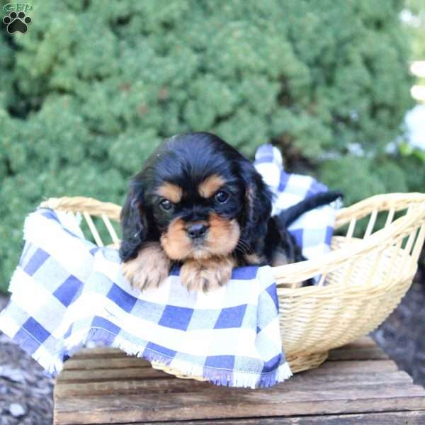 Bella, Cavalier King Charles Spaniel Puppy