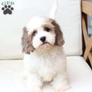 Jackson, Cavachon Puppy