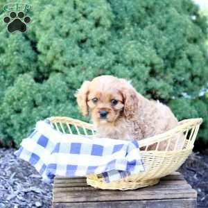 Bruno, Cavalier King Charles Spaniel Puppy